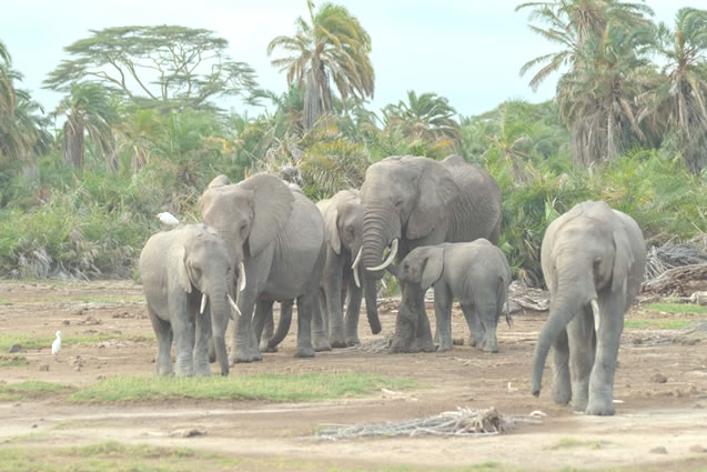 4 Days Amboseli Safari National Park