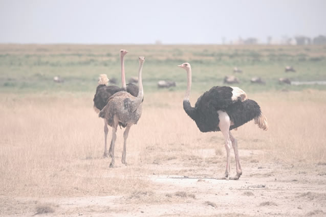 5 Days Amboseli, Tsavo West And Tsavo East