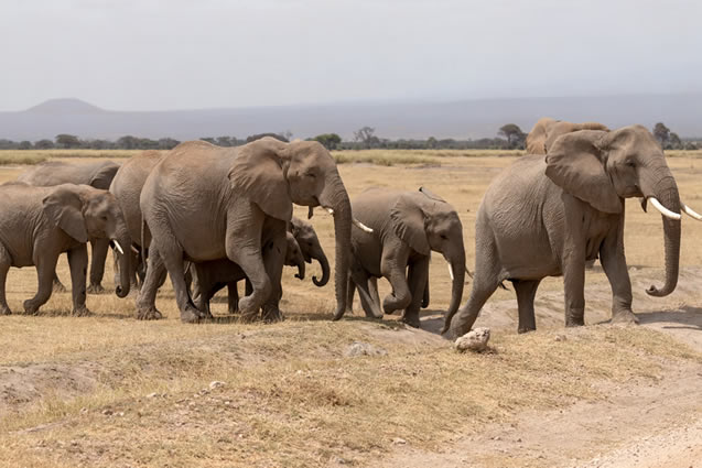 6 Days Amboseli National, Lake Nakuru National Park and Masai Mara Game Reserve