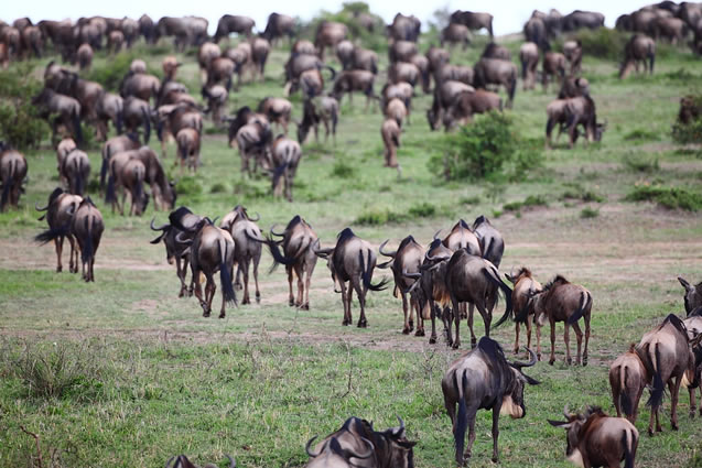 6 Days Amboseli National, Lake Nakuru National Park and Masai Mara Game Reserve_1