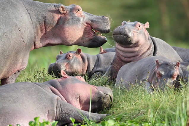 8 Days Amboseli, Lake Nakuru, Lake Bogoria, Masai Mara and Lake Naivasha Safari