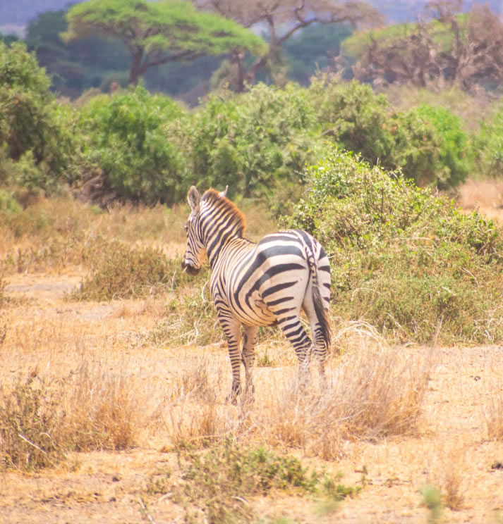 amboseli national park