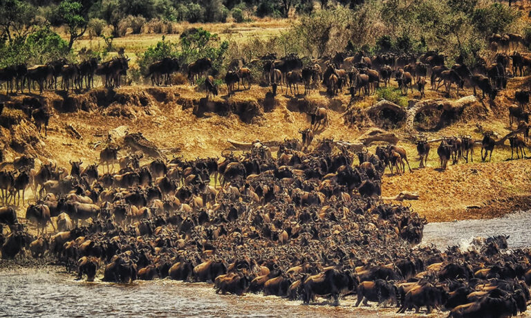 maasai mara